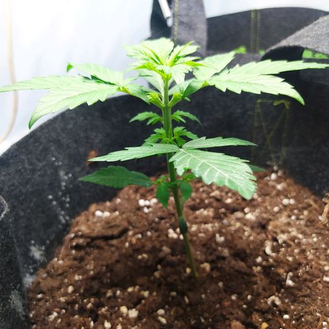 Míriã growlog timeline photo
