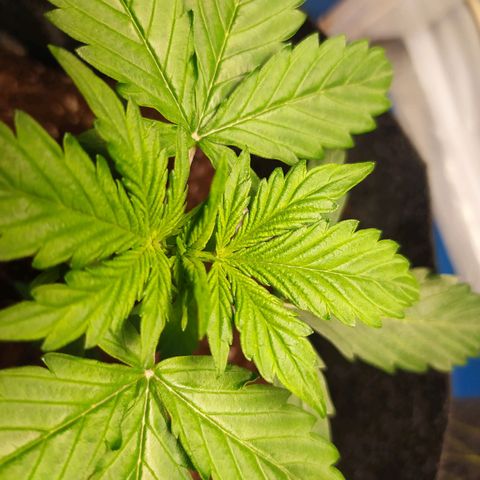 Míriã growlog timeline photo