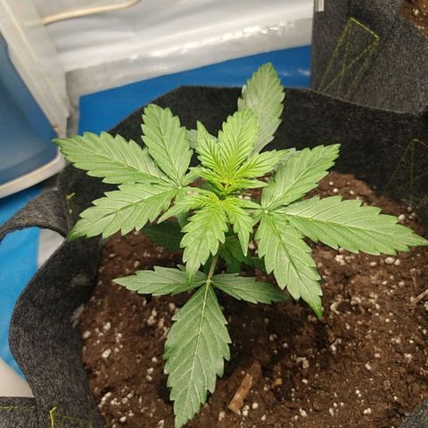 Míriã growlog timeline photo