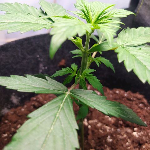 Míriã growlog timeline photo