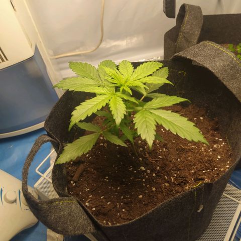 Míriã growlog timeline photo