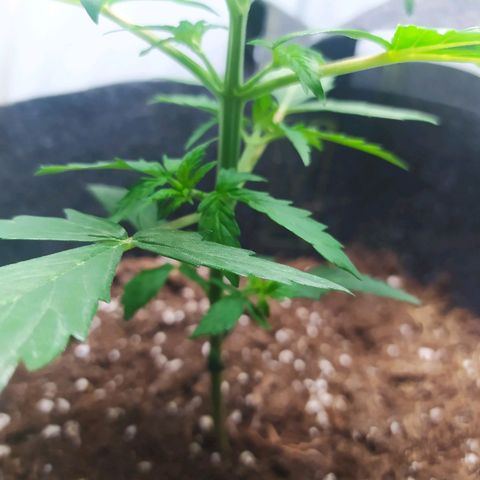 Míriã growlog timeline photo