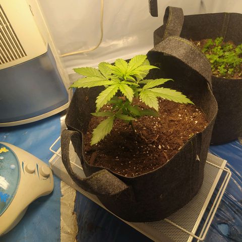 Míriã growlog timeline photo