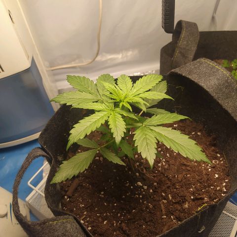Míriã growlog timeline photo