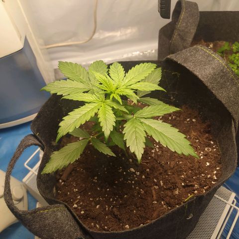 Míriã growlog timeline photo