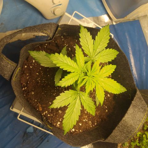 Míriã growlog timeline photo