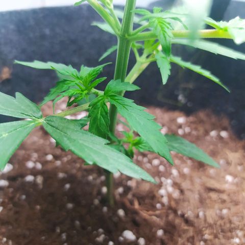 Míriã growlog timeline photo