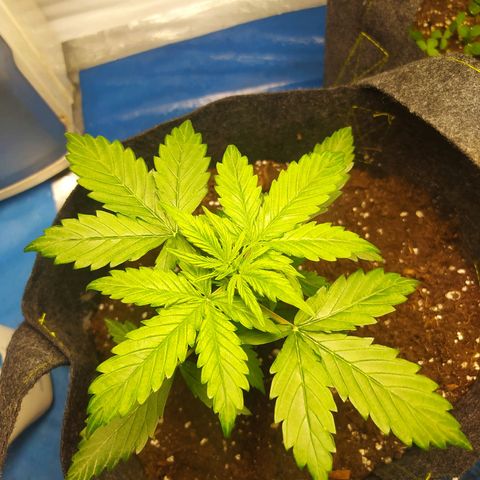 Míriã growlog timeline photo