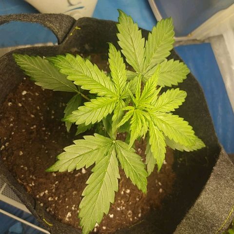 Míriã growlog timeline photo