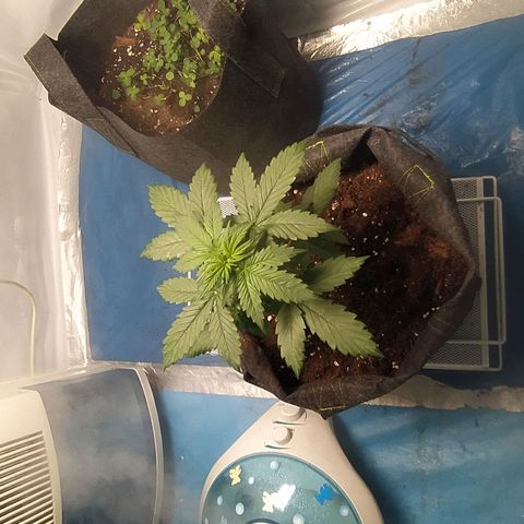 Míriã growlog timeline photo