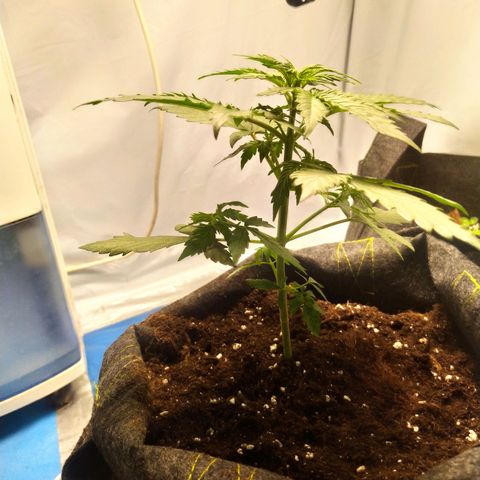 Míriã growlog timeline photo