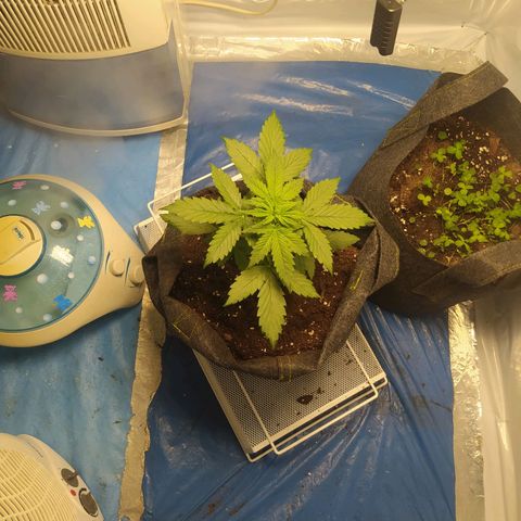 Míriã growlog timeline photo