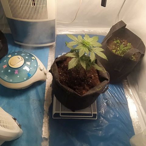 Míriã growlog timeline photo