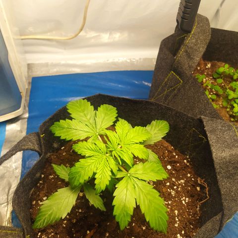 Míriã growlog timeline photo