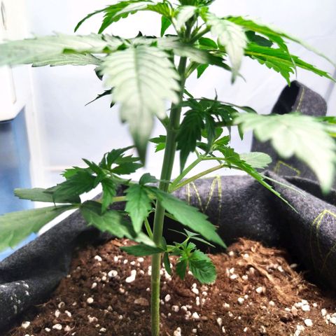 Míriã growlog timeline photo