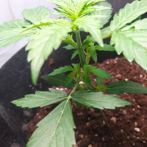 Míriã growlog timeline photo