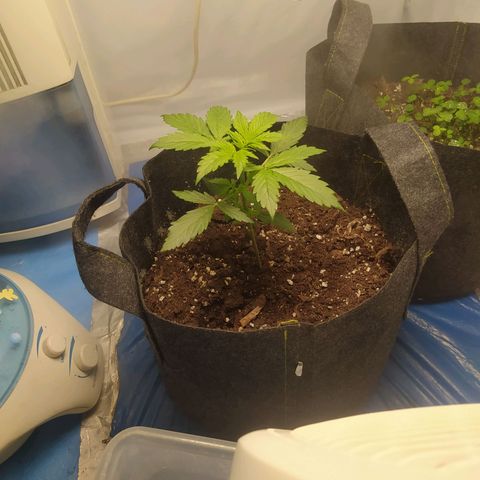 Míriã growlog timeline photo