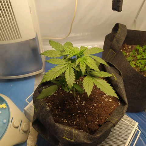 Míriã growlog timeline photo