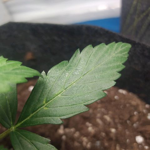 Míriã growlog timeline photo