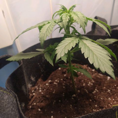 Míriã growlog timeline photo