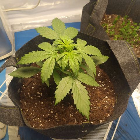 Míriã growlog timeline photo