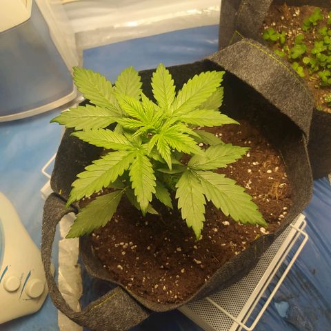 Míriã growlog timeline photo