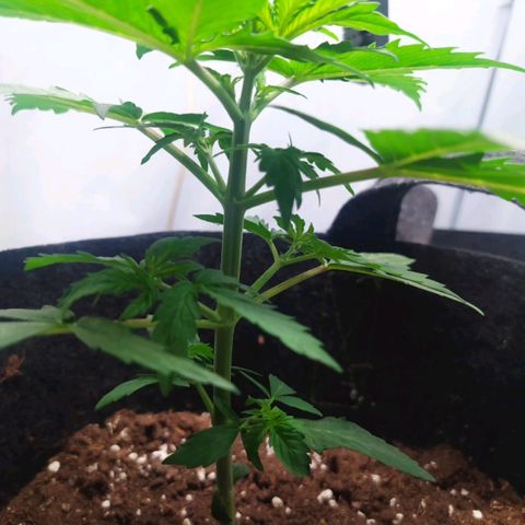 Míriã growlog timeline photo