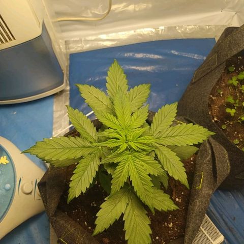 Míriã growlog timeline photo