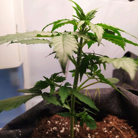 Míriã growlog timeline photo