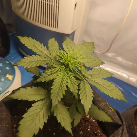 Míriã growlog timeline photo
