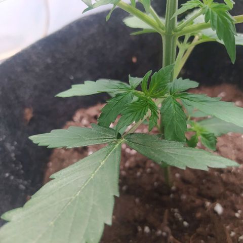 Míriã growlog timeline photo