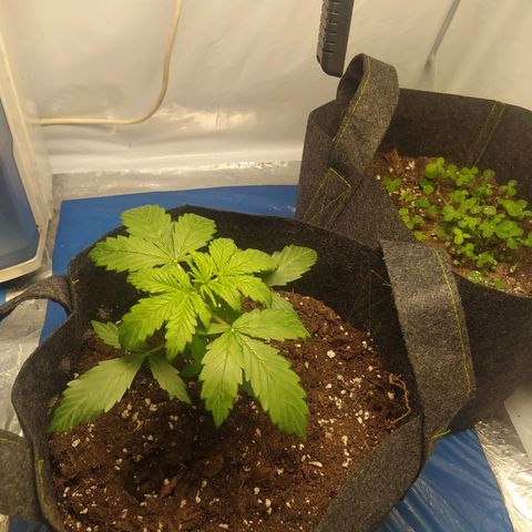 Míriã growlog timeline photo