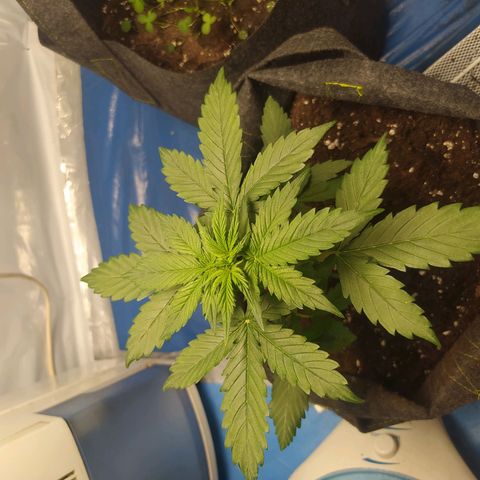 Míriã growlog timeline photo