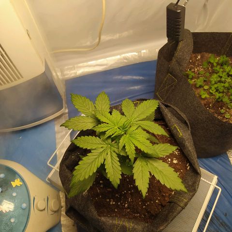 Míriã growlog timeline photo