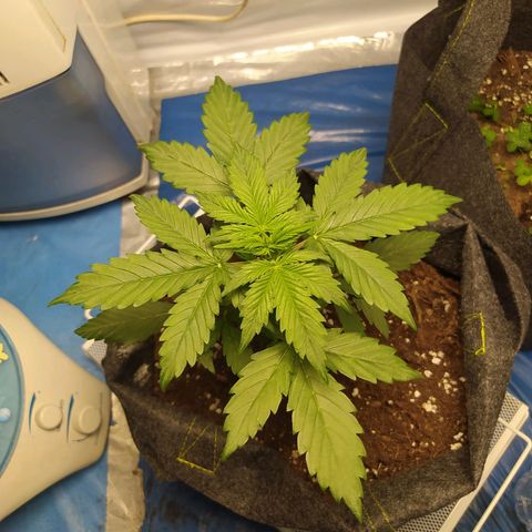 Míriã growlog timeline photo