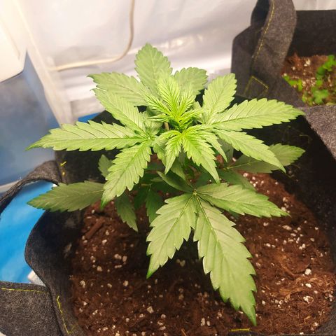 Míriã growlog timeline photo