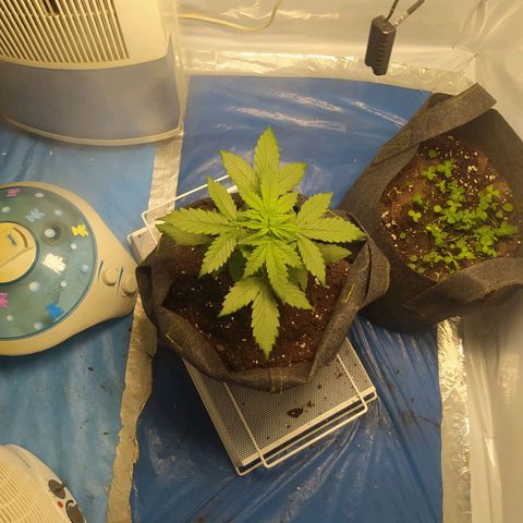 Míriã growlog timeline photo