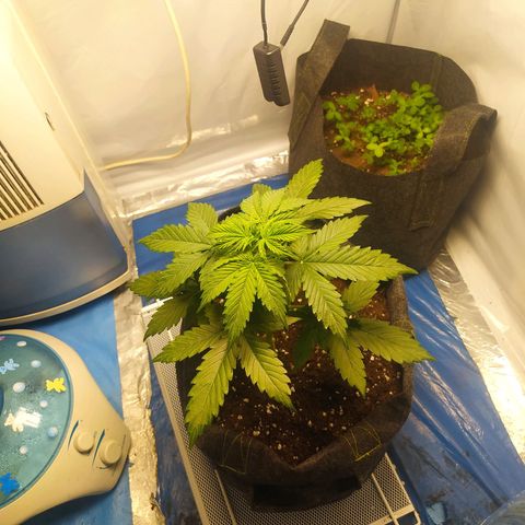 Míriã growlog timeline photo