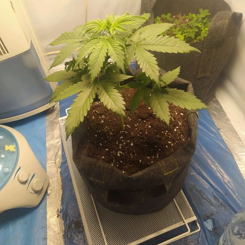 Míriã growlog timeline photo