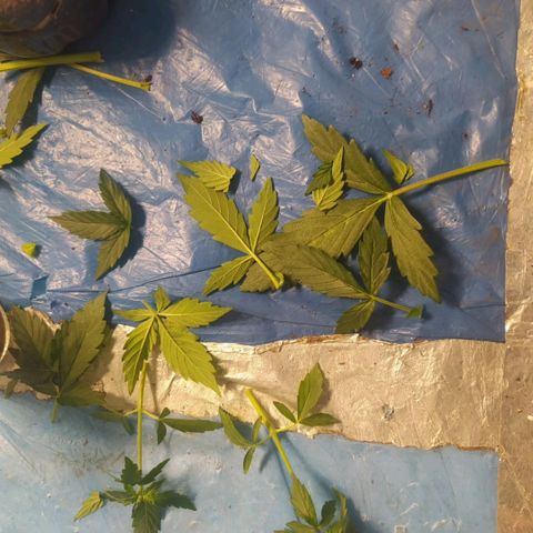 Míriã growlog timeline photo