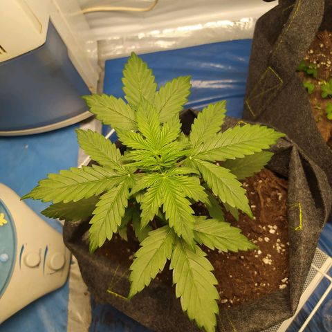 Míriã growlog timeline photo