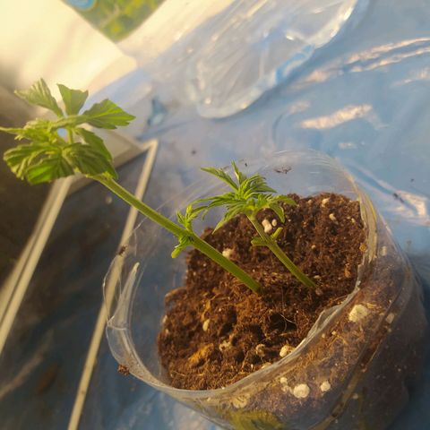 Míriã growlog timeline photo