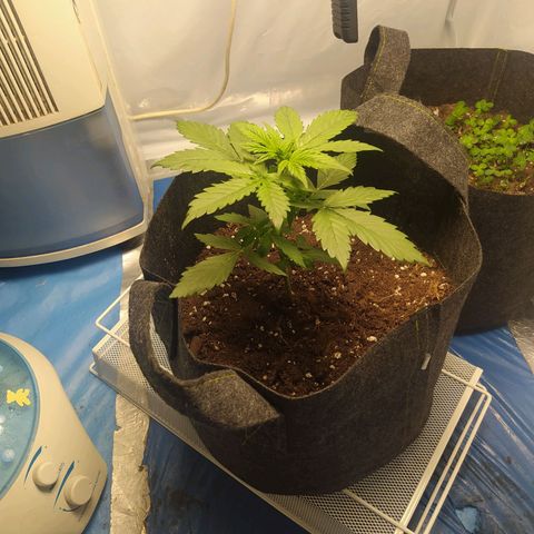 Míriã growlog timeline photo