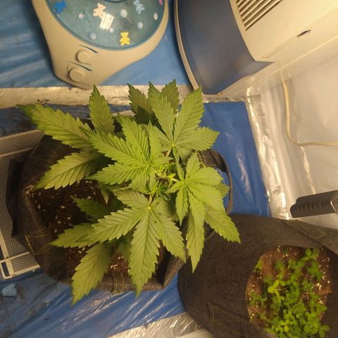 Míriã growlog timeline photo