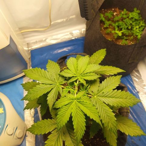 Míriã growlog timeline photo