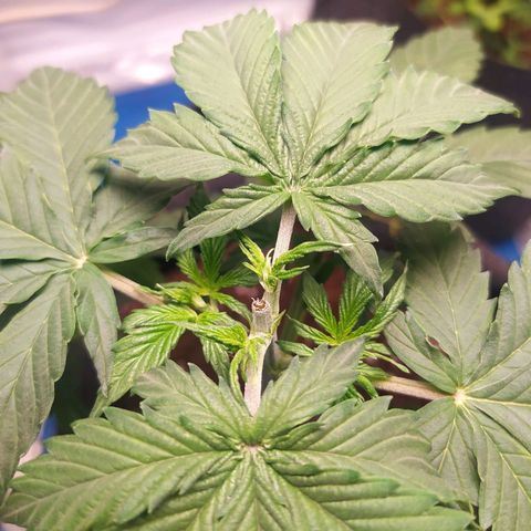 Míriã growlog timeline photo
