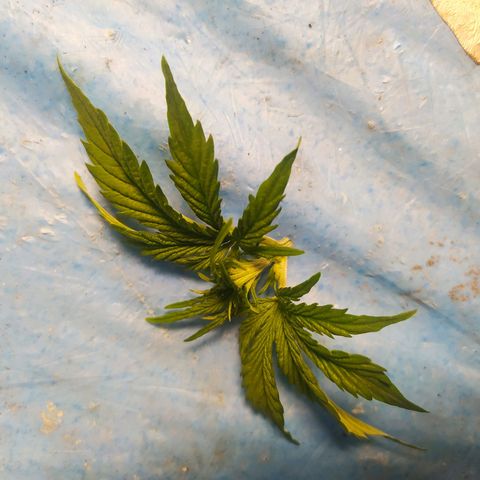 Míriã growlog timeline photo