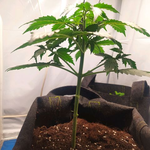 Míriã growlog timeline photo