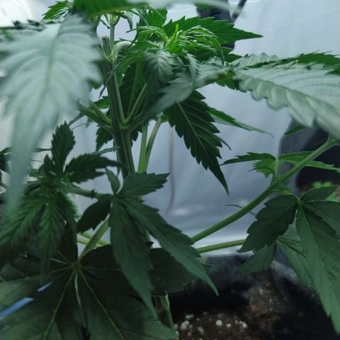 Míriã growlog timeline photo