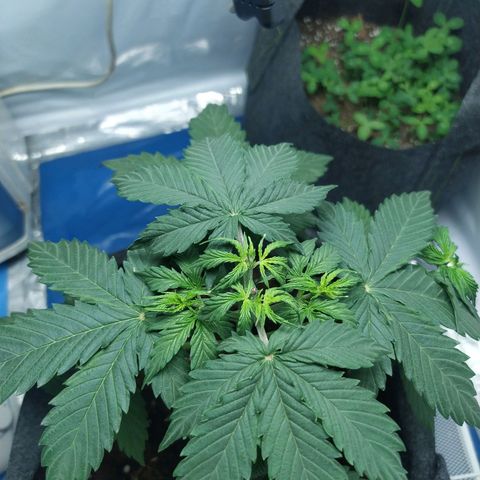 Míriã growlog timeline photo